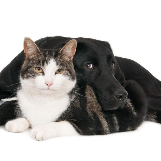 Portrait Cat and Dog