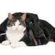 Portrait Cat and Dog