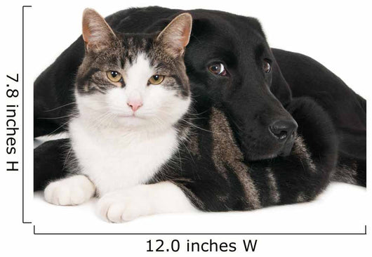 Portrait Cat and Dog