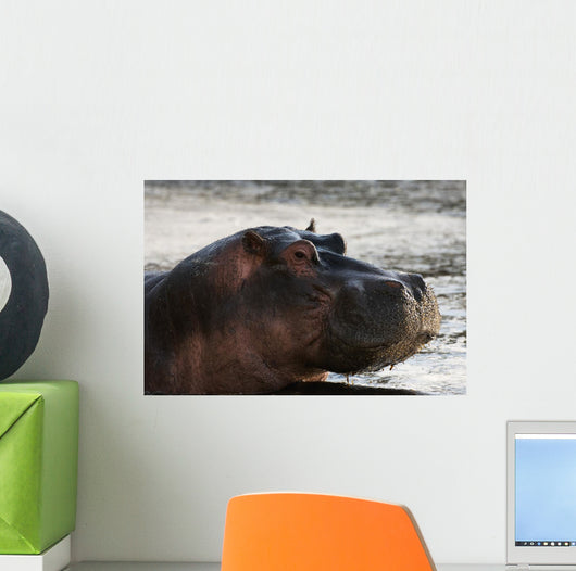 Hippo Portrait Wall Mural