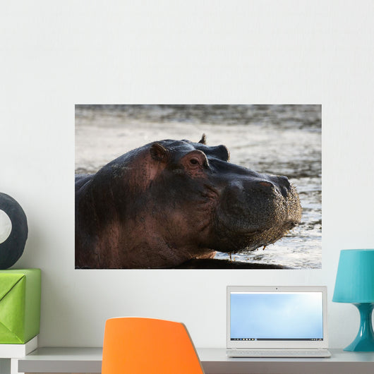 Hippo portrait Wall Mural