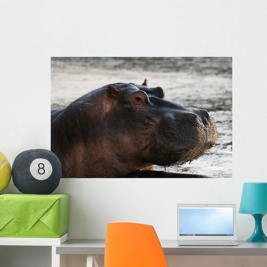 Hippo portrait Wall Mural