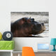 Hippo portrait Wall Mural