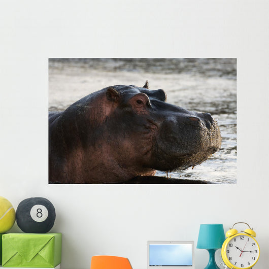 Hippo portrait Wall Mural