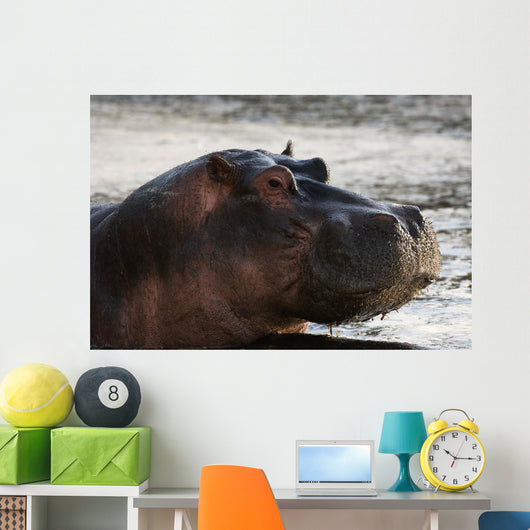 Hippo portrait Wall Mural