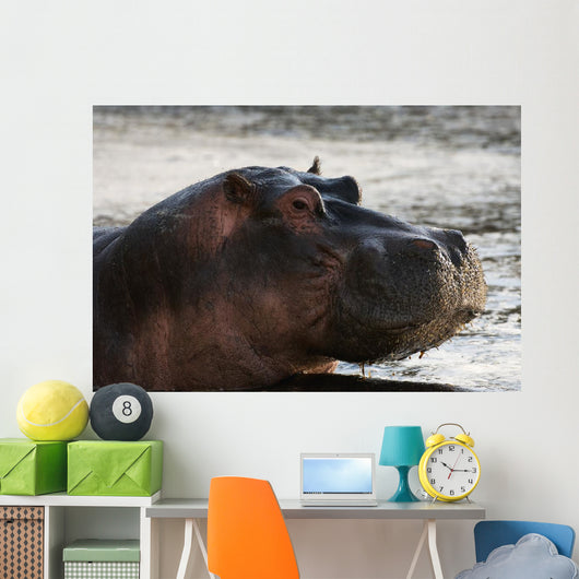 Hippo portrait Wall Mural
