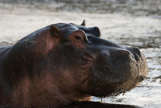 Hippo portrait Wall Mural