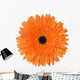 Orange Gerbera Flower