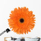 Orange Gerbera Flower