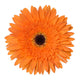Orange Gerbera Flower