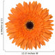 Orange Gerbera Flower