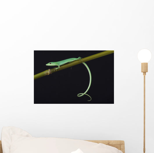 Emerald grass lizard / Takydromus smargadinus Wall Mural