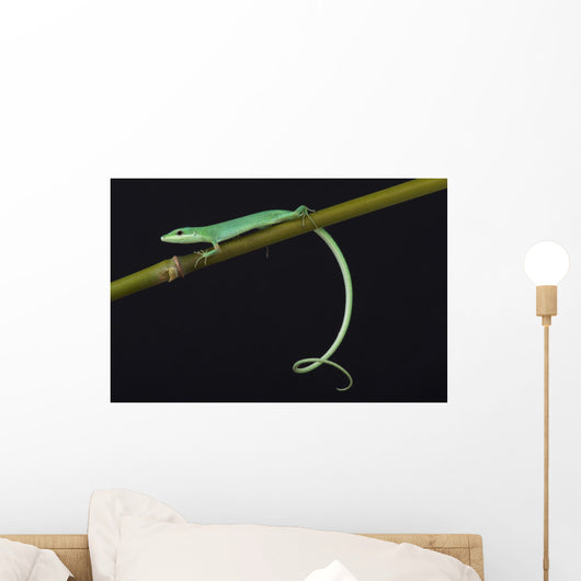 Emerald grass lizard / Takydromus smargadinus Wall Mural