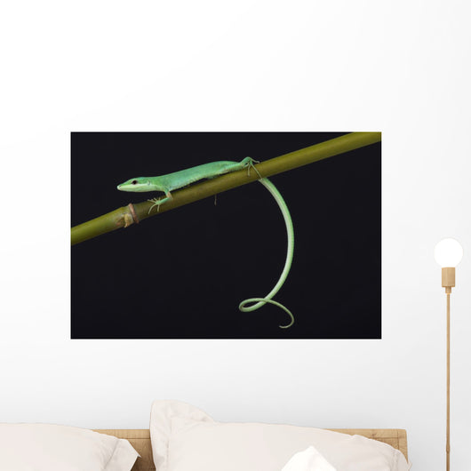 Emerald grass lizard / Takydromus smargadinus Wall Mural