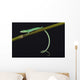 Emerald grass lizard / Takydromus smargadinus Wall Mural