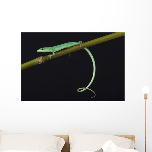 Emerald grass lizard / Takydromus smargadinus Wall Mural