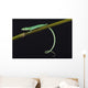 Emerald grass lizard / Takydromus smargadinus Wall Mural