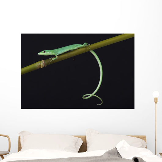 Emerald grass lizard / Takydromus smargadinus Wall Mural