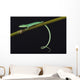 Emerald grass lizard / Takydromus smargadinus Wall Mural
