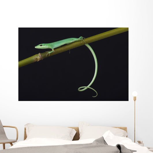 Emerald grass lizard / Takydromus smargadinus Wall Mural