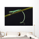 Emerald grass lizard / Takydromus smargadinus Wall Mural