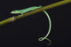 Emerald grass lizard / Takydromus smargadinus Wall Mural