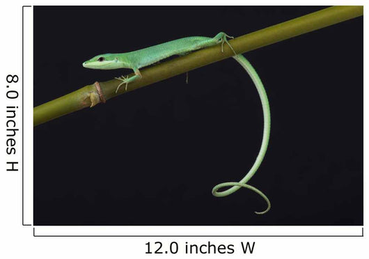 Emerald grass lizard / Takydromus smargadinus Wall Mural