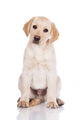 adorable yellow labrador retriever puppy Wall Decal