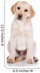 adorable yellow labrador retriever puppy Wall Decal