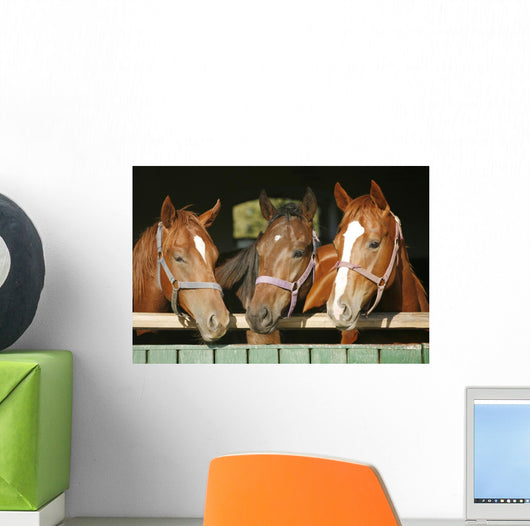 Warm blood purebred mares looking over the barn door Wall Mural