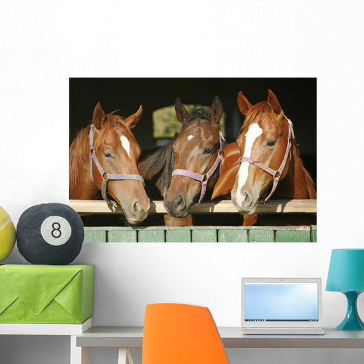 Warm blood purebred mares looking over the barn door Wall Mural