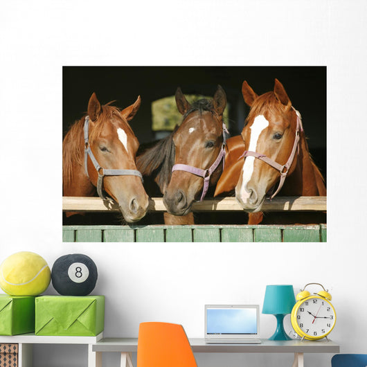 Warm blood purebred mares looking over the barn door Wall Mural