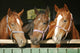 Warm blood purebred mares looking over the barn door Wall Mural