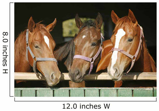Warm blood purebred mares looking over the barn door Wall Mural