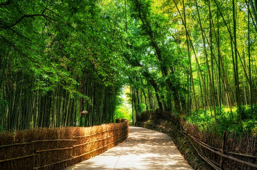 A small road through the bamboo forest. Wall Mural