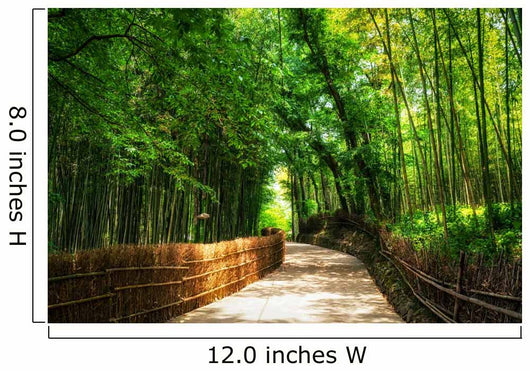A small road through the bamboo forest. Wall Mural