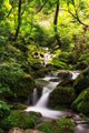 Small Creek Mossy Forest
