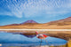 Lagoon flamingo bolivia Wall Mural