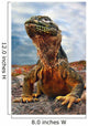 Galapagos Iguana Wall Mural