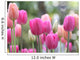 Spring Tulips