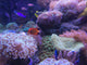 mini sea in fish tank Wall Mural
