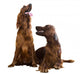 Two Irish Setters