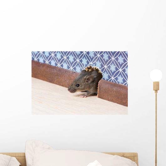 Common house mouse  looks out from a mink in the wall Wall Mural