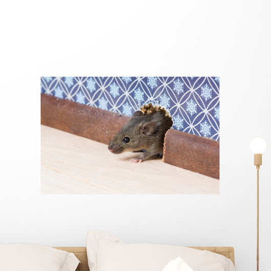 Common house mouse  looks out from a mink in the wall Wall Mural