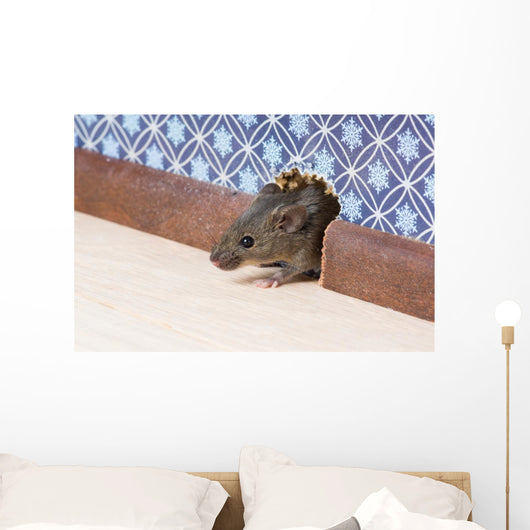 Common house mouse  looks out from a mink in the wall Wall Mural