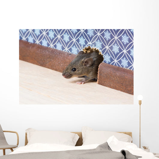 Common house mouse  looks out from a mink in the wall Wall Mural