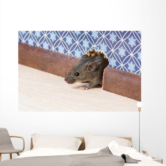 Common house mouse  looks out from a mink in the wall Wall Mural