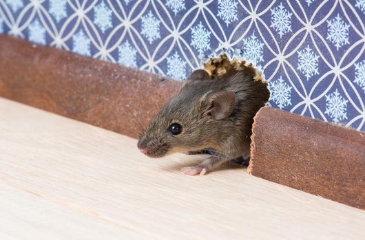 Common house mouse  looks out from a mink in the wall Wall Mural