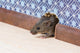 Common house mouse  looks out from a mink in the wall Wall Mural