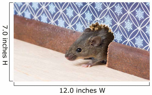 Common house mouse  looks out from a mink in the wall Wall Mural